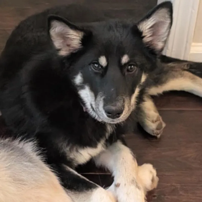 A young medium-sized female Black German Shepherd Dog dog named Alpharetta Zoey for adoption in Blairsville, GA