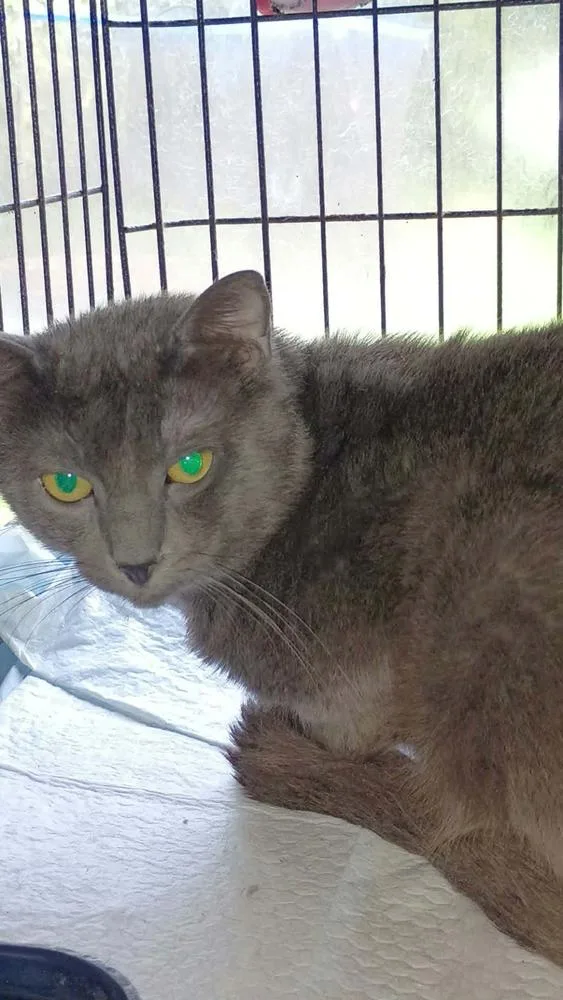 An adult medium-sized male Gray / Blue / Silver Domestic Short Hair cat named Santac for adoption in Metamora, IL
