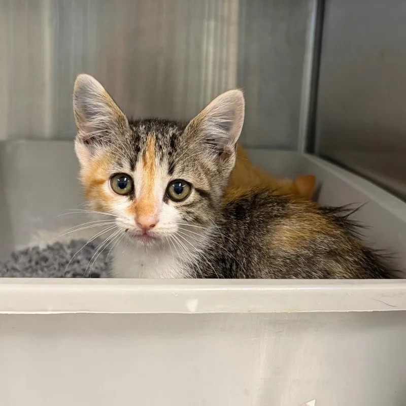 A baby small-sized male Tortoiseshell Domestic Short Hair cat named Lil Tortoise for adoption in League City, TX
