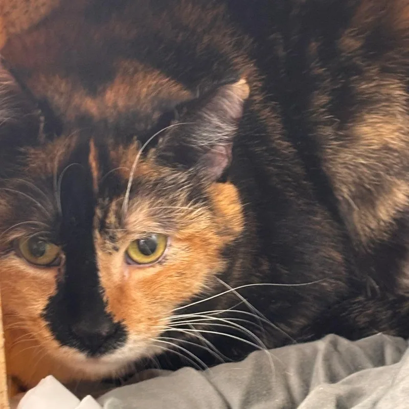 An adult extra large-sized female Black Domestic Short Hair cat named Kentrella for adoption in Philadelphia, PA