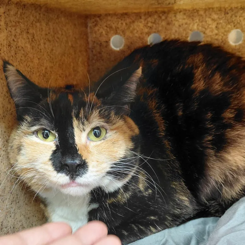 Kentrella thumbnail 2