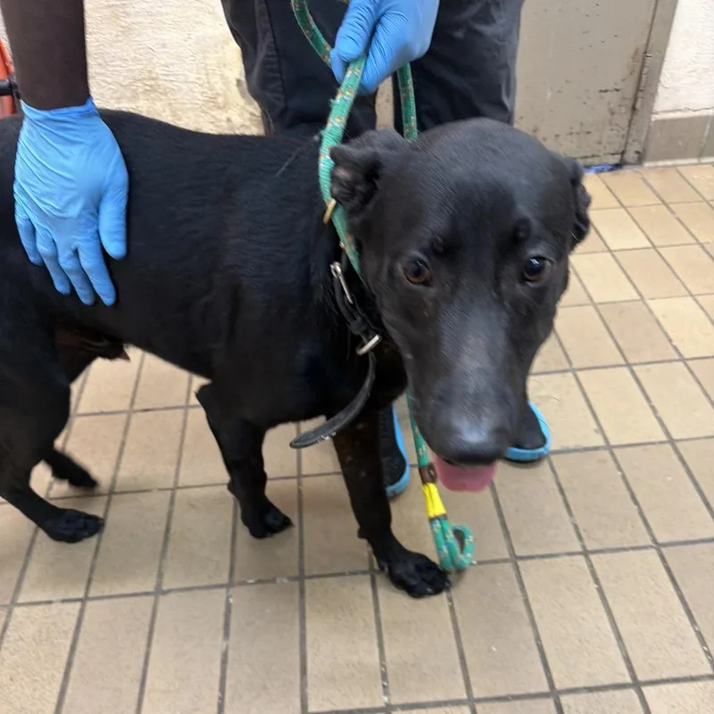 An adult medium-sized male Shepherd dog named Loftis for adoption in Birmingham, AL