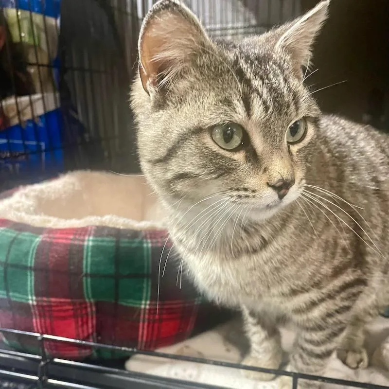 A young medium-sized male Tabby (Brown / Chocolate) Tabby cat named Luther for adoption in Benson, MN
