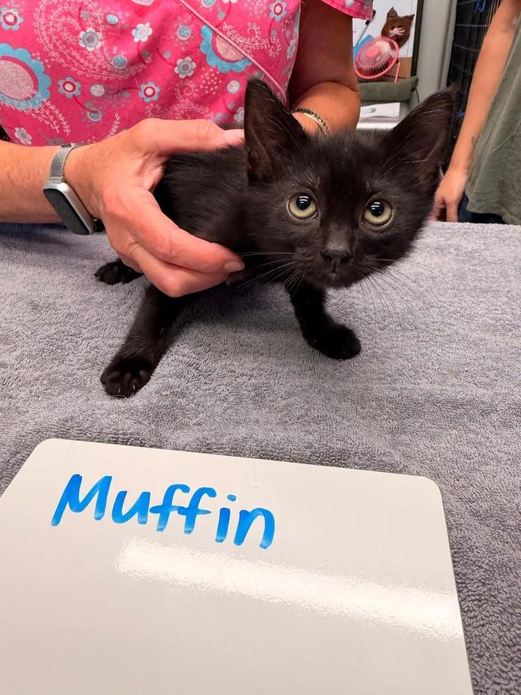 A baby small-sized female Black Domestic Short Hair cat named Muffin for adoption in Vancouver, WA