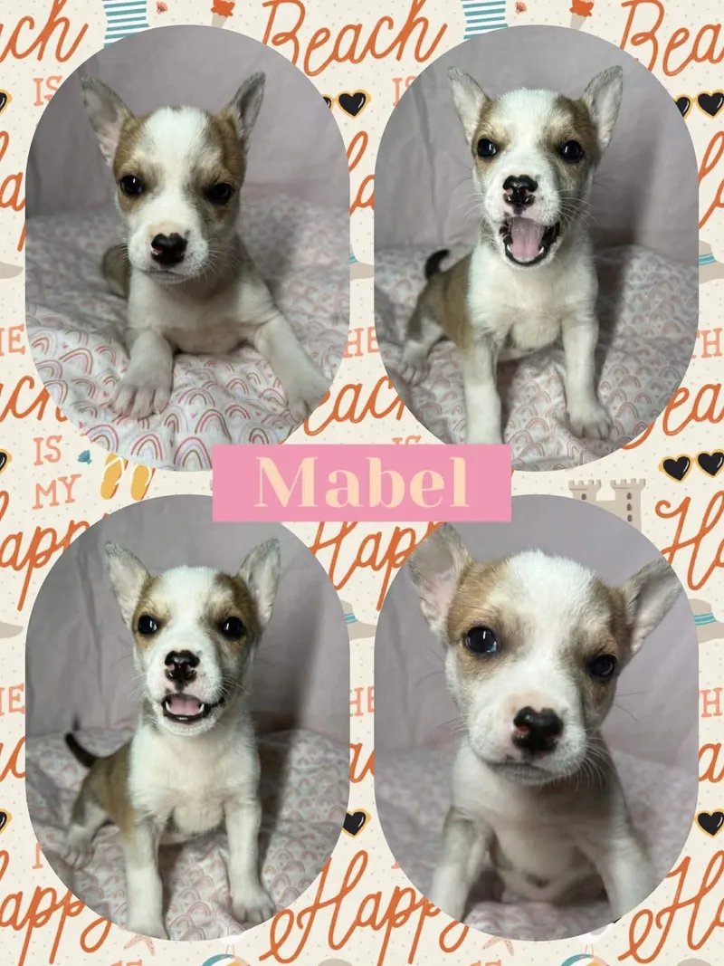 A baby small-sized female White / Cream Chihuahua dog named Mabel for adoption in Ringwood, NJ