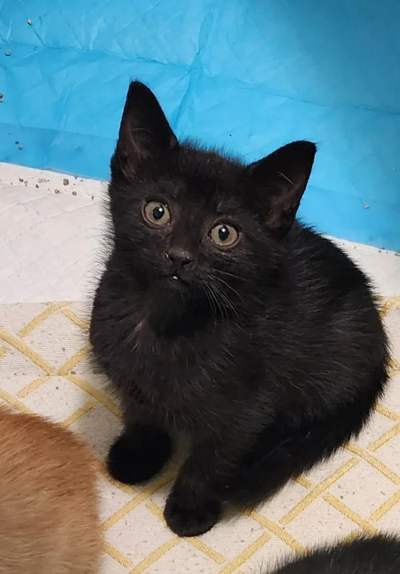 A young medium-sized female Domestic Short Hair cat named Rd for adoption in Camden, SC