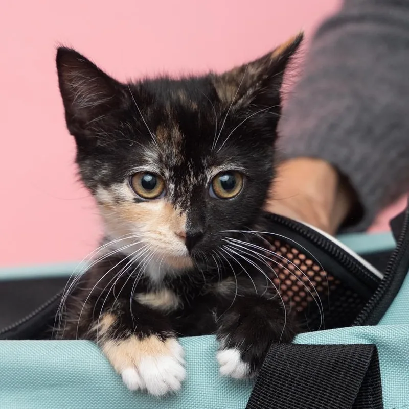 A baby medium-sized female Tortoiseshell cat named Autumn Unique Dainty and for adoption in Bethel, CT