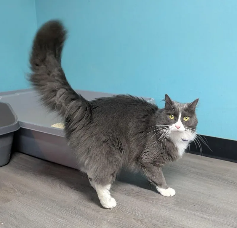An adult medium-sized female Domestic Long Hair cat named Monday for adoption in Flint, TX