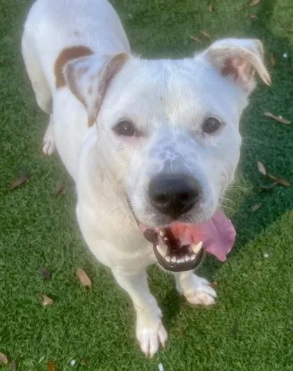 Billy Howliday thumbnail 2