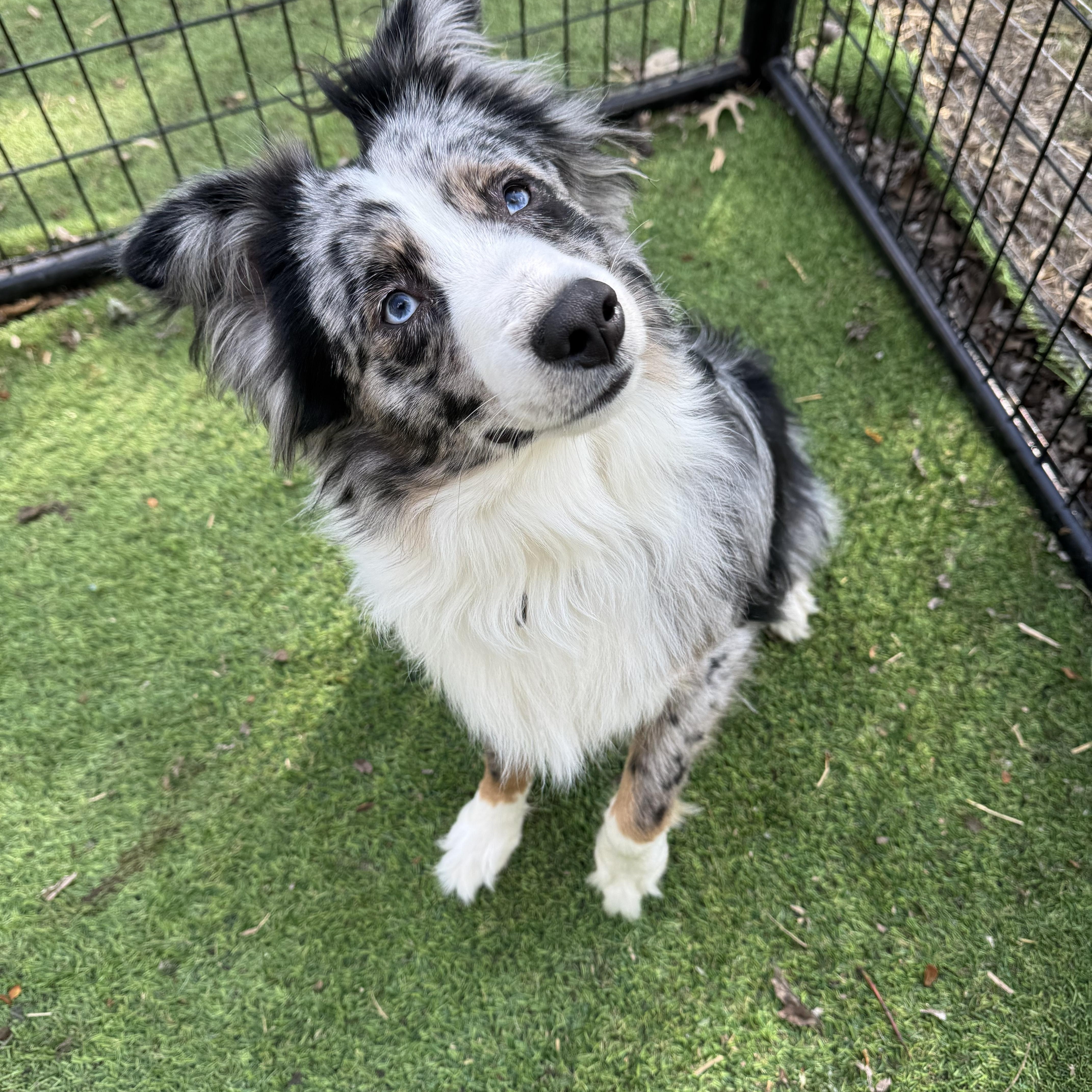 Roscoe! Gorgeous Guy thumbnail 2