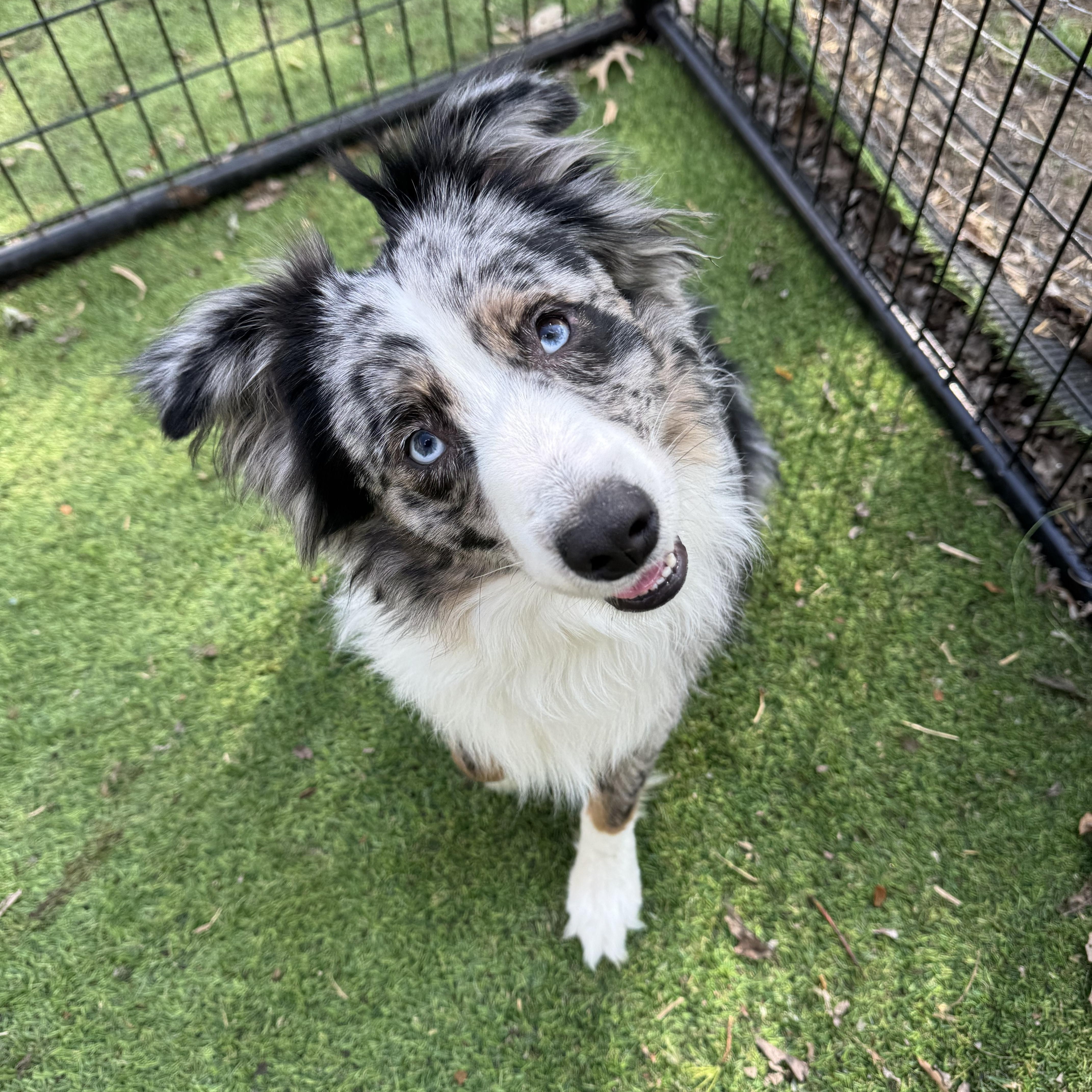 Roscoe! Gorgeous Guy thumbnail 3