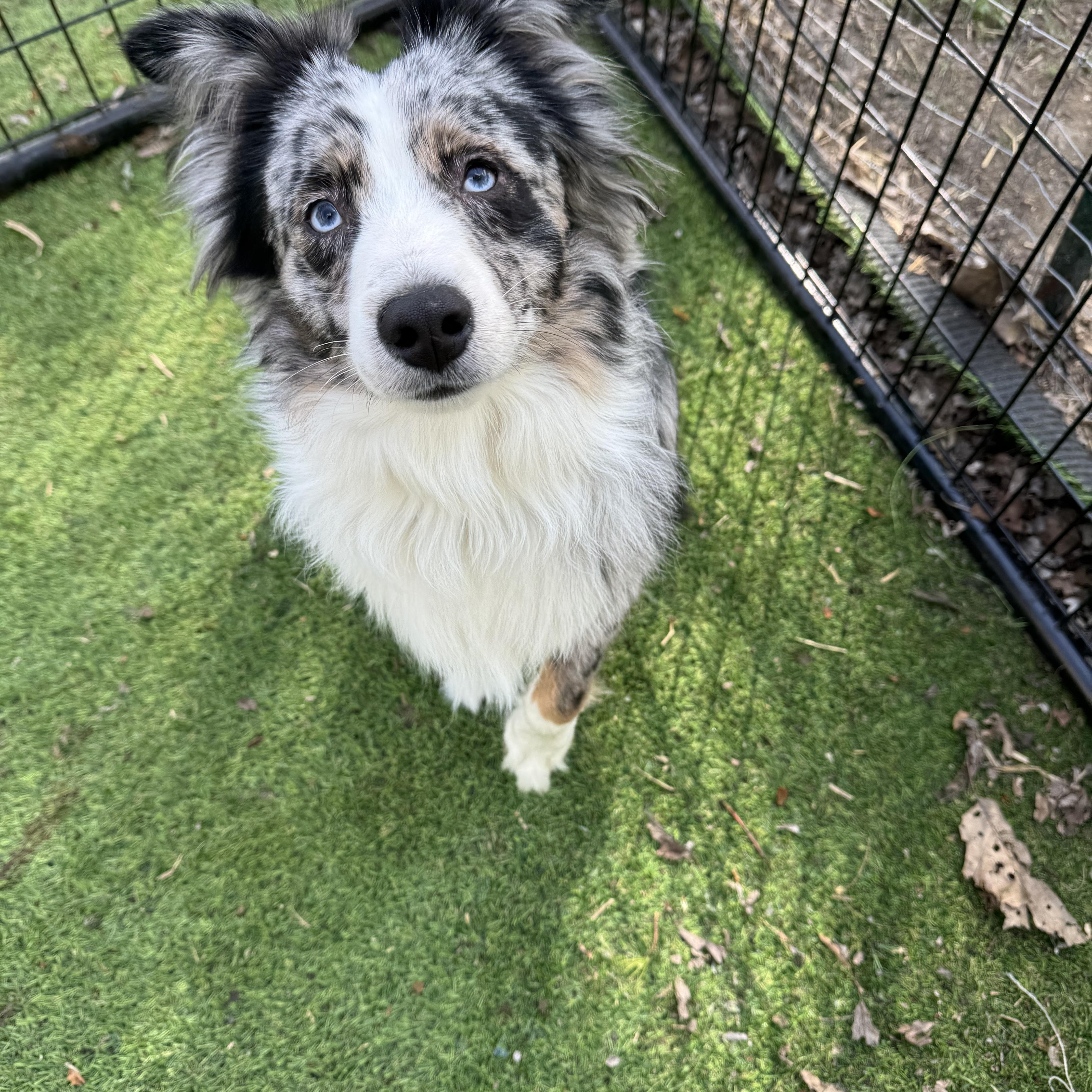Roscoe! Gorgeous Guy thumbnail 4