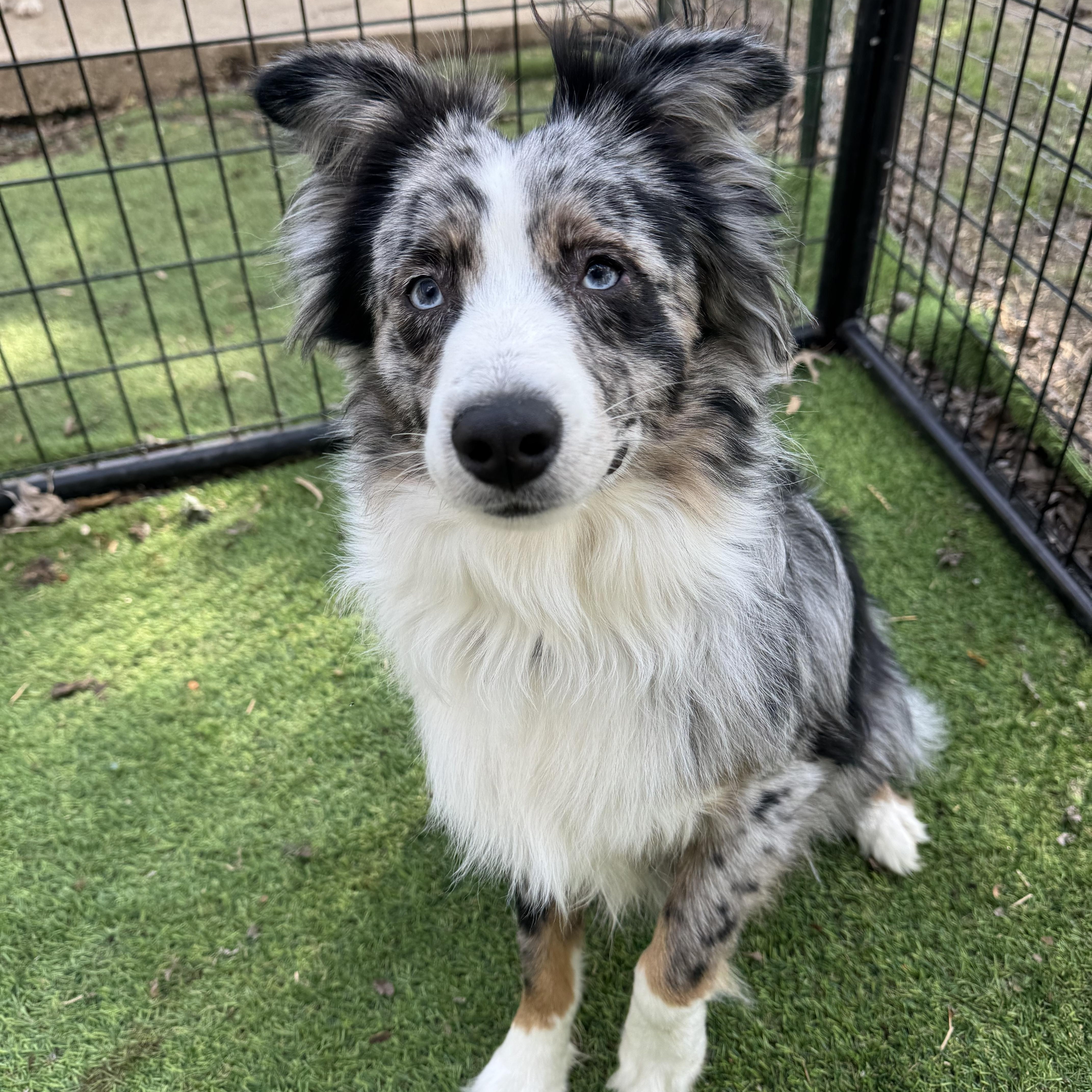 Roscoe! Gorgeous Guy thumbnail 5