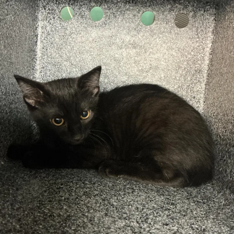 A baby small-sized male Black Domestic Short Hair cat named Jalapeno for adoption in Pasadena, CA