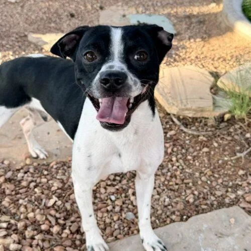 A baby small-sized male Boston Terrier dog named Khal for adoption in Henderson, NV