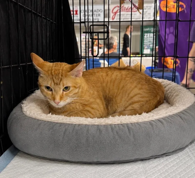 An adult medium-sized male Domestic Short Hair cat named Nayte for adoption in Fort Lupton, CO