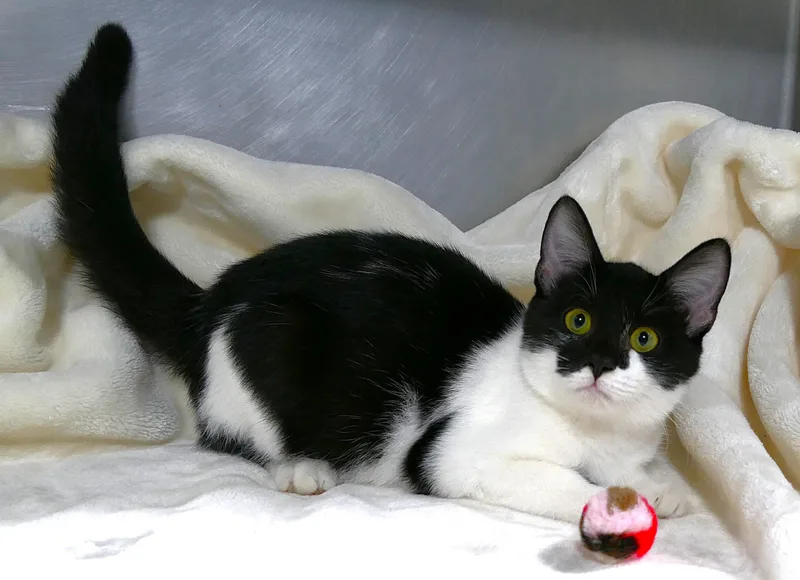 A baby medium-sized female Black & White / Tuxedo Domestic Short Hair cat named Jersey for adoption in Beechbottom, WV