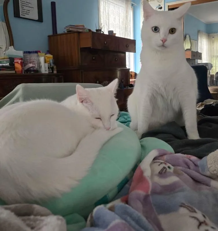 Elton & Benny thumbnail 3