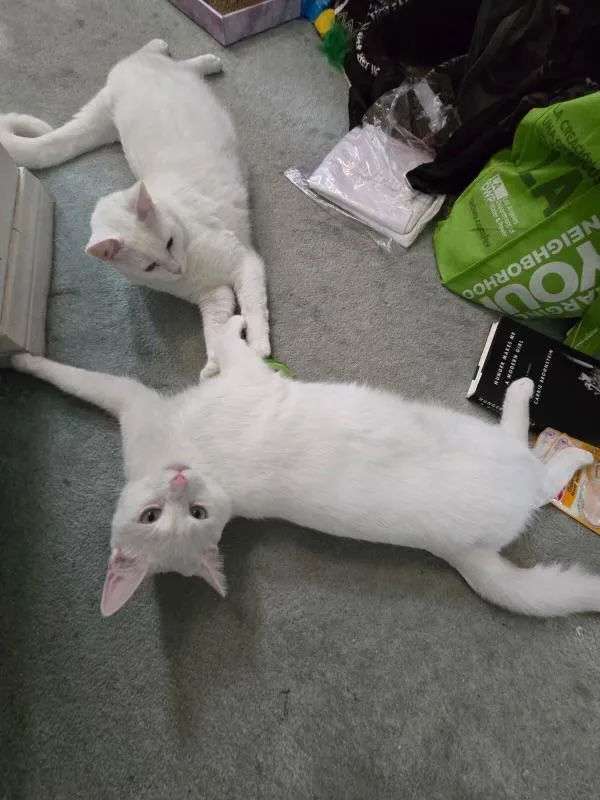 Elton & Benny thumbnail 5