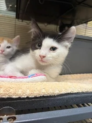 A baby medium-sized male Black & White / Tuxedo Domestic Short Hair cat named Yahtzee for adoption in Charleston, SC