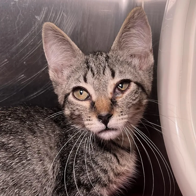 A baby small-sized female Gray / Blue / Silver Domestic Short Hair cat named La Llorona for adoption in Palm Springs, CA