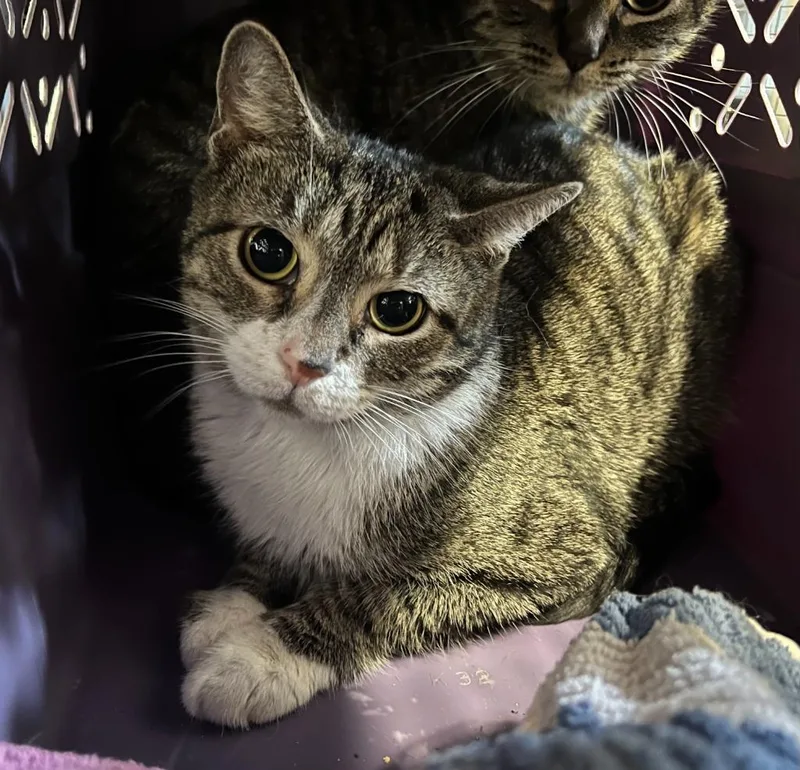 An adult medium-sized female Domestic Short Hair cat named Kanary for adoption in Windsor, CT