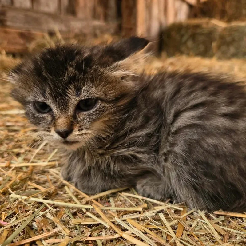 A young medium-sized female Domestic Medium Hair cat named Diva for adoption in Xenia , OH