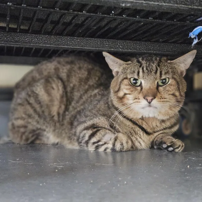 A young medium-sized male Brown / Chocolate Domestic Short Hair cat named Megatron for adoption in Lakewood, CO