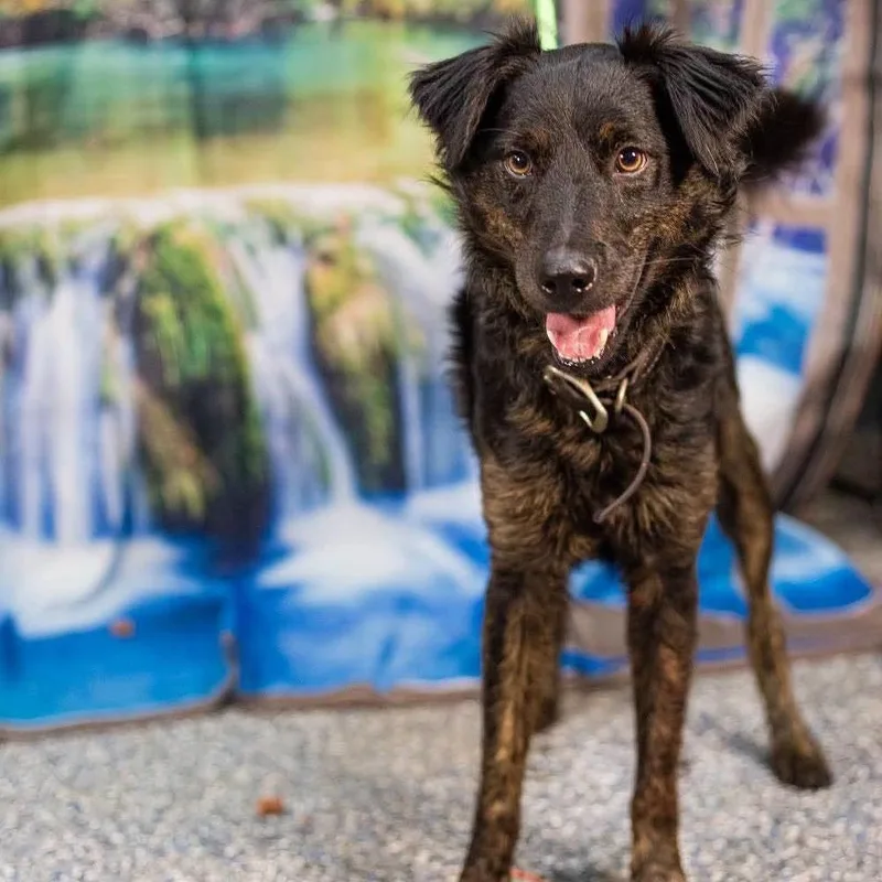 An adult medium-sized male Australian Shepherd dog named Franklin for adoption in Washington, DC