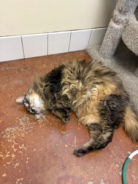 A senior small-sized male Domestic Long Hair cat named Mac for adoption in Monterey, CA