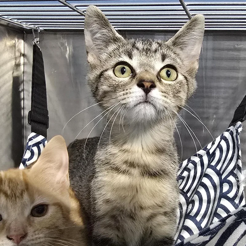 A baby medium-sized male White Domestic Short Hair cat named Timmy for adoption in Quincy, OH