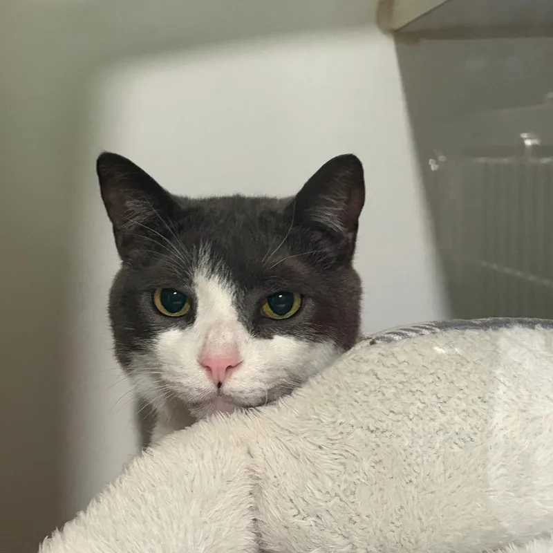 An adult large-sized male Gray / Blue / Silver Domestic Medium Hair cat named Remington for adoption in Kyle, TX