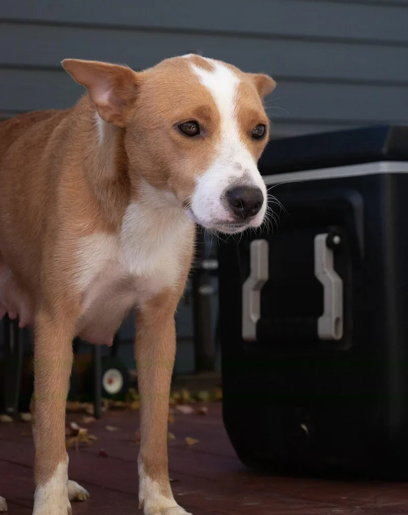 An adult medium-sized female Rat Terrier dog named Daisy for adoption in Elizabeth, CO