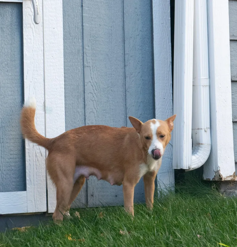 Daisy thumbnail 3