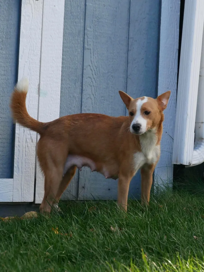 Daisy thumbnail 4