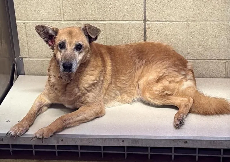 A senior large-sized male Shepherd dog named Rusty for adoption in Rockwall, TX