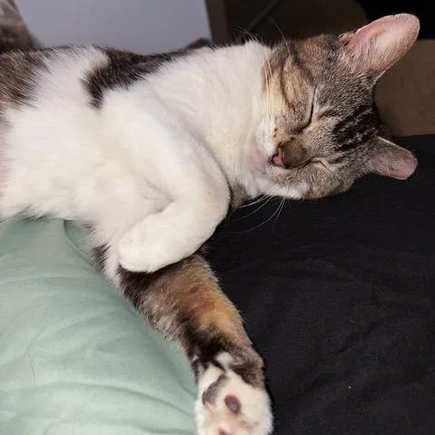 Priscilla thumbnail 2