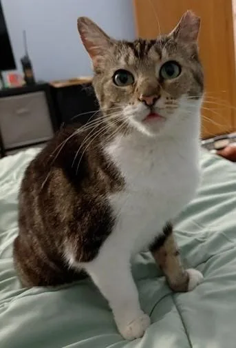 Priscilla thumbnail 3