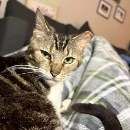 Priscilla thumbnail 4