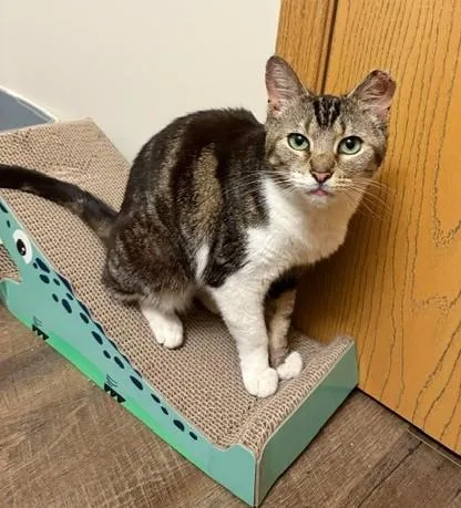 Priscilla thumbnail 5