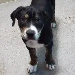 A baby medium-sized male Mixed Breed dog named Jackson for adoption in Green Valley, AZ