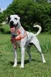 A young large-sized male Mixed Breed dog named Oddie for adoption in Columbia, TN