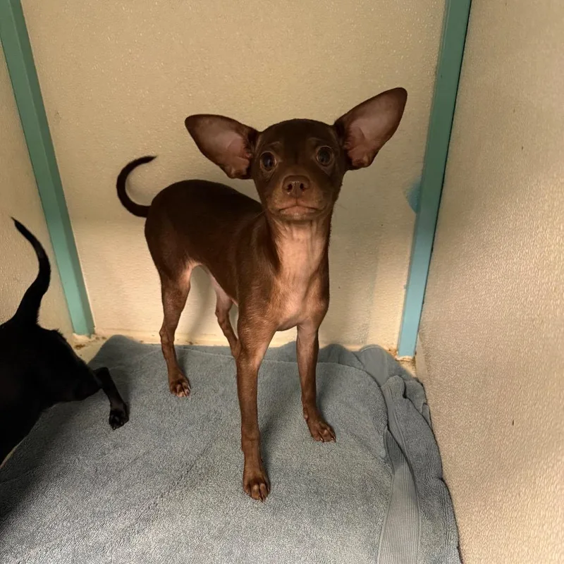 A baby small-sized female Brown / Chocolate Chihuahua dog named Legs for adoption in Asher, OK