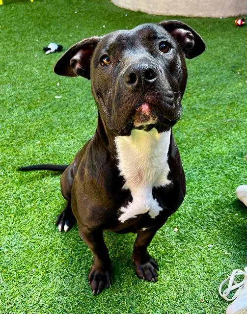 A young medium-sized female Pit Bull Terrier dog named Ramona for adoption in San Francisco, CA