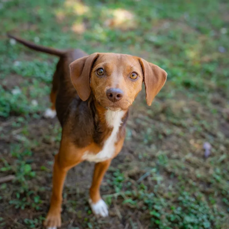 A young small-sized female Brown / Chocolate Beagle dog named Layla for adoption in Gainesville, GA
