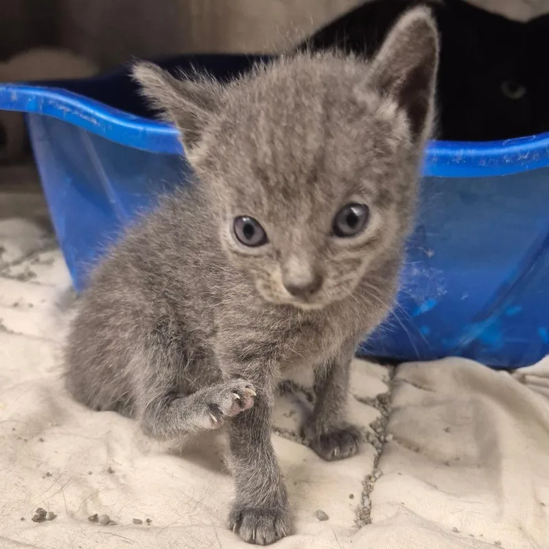 A baby small-sized female Gray / Blue / Silver Domestic Short Hair cat named Tempest for adoption in Kingman, KS