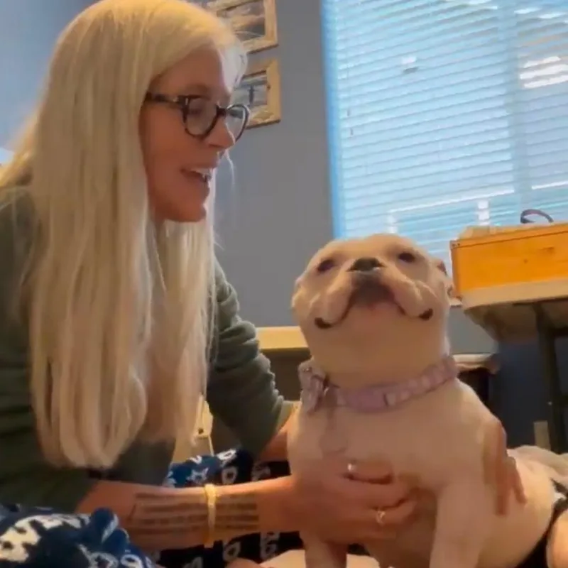 A young small-sized female Tricolor (Brown, Black, & White) American Bulldog dog named Lady Winifred Pearl Bullington for adoption in La Grande, OR