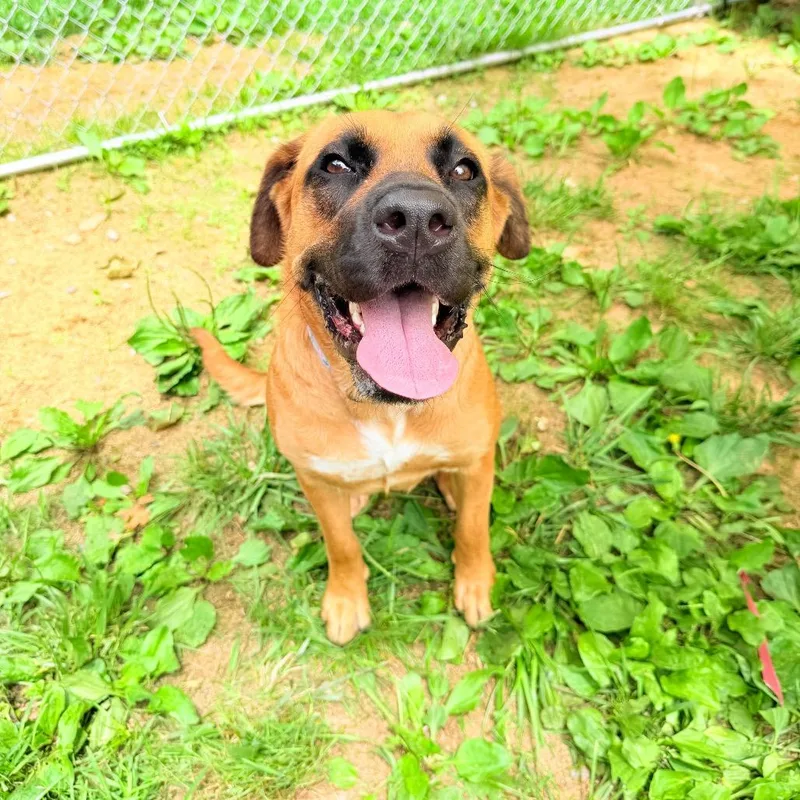 A young large-sized female Yellow / Tan / Blond / Fawn Mastiff dog named Karma for adoption in Fairmont, WV