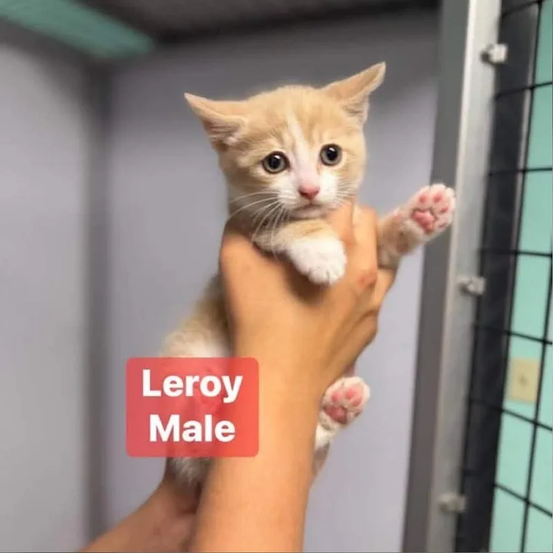 A baby small-sized male Orange / Red Domestic Short Hair cat named Leroy In Chestertown  for adoption in Alexandria, VA