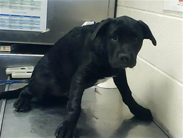 A baby small-sized male Pit Bull Terrier dog named Halloween for adoption in Fayetteville, NC